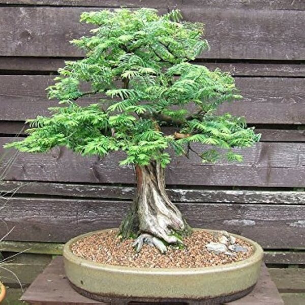 Metasequoia glyptostroboides / Sapin d'eau n°02 – Image 3