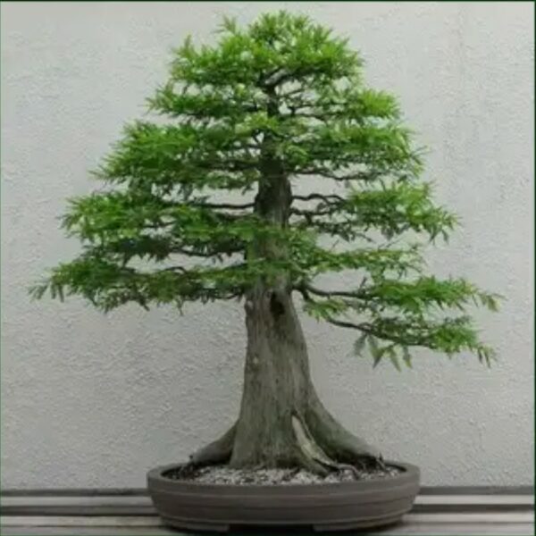 Metasequoia glyptostroboides / Sapin d'eau n°02 – Image 2
