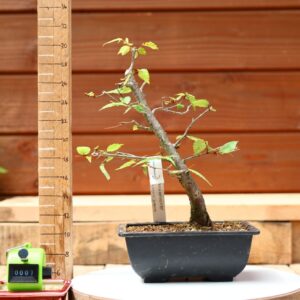 Zelkova serrata  / Zelkova du Japon n°007