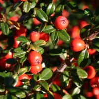 Cotoneaster dammeri 'Skogholm' - Cotonéaster n°22 – Image 4