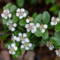 Cotoneaster dammeri 'Skogholm' - Cotonéaster n°22 – Image 5