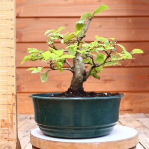 Carpinus betulus - Charme n°04