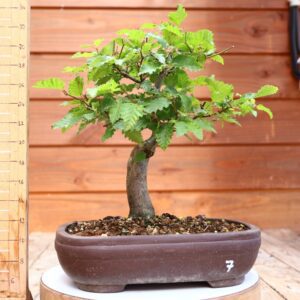 Carpinus betulus - Charme n°07