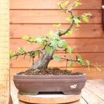 Carpinus betulus n°10