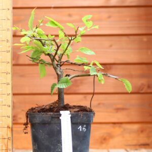 Carpinus betulus - Charme n°16