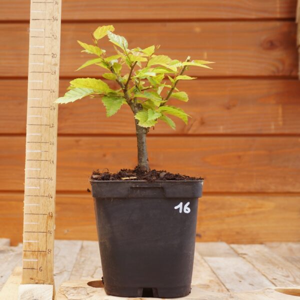 Carpinus betulus - Charme n°16