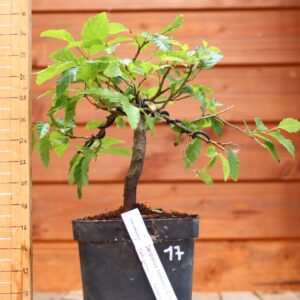 Carpinus betulus - Charme n°17