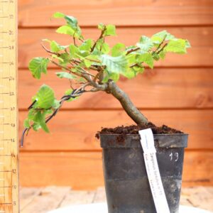 Carpinus betulus - Charme n°19