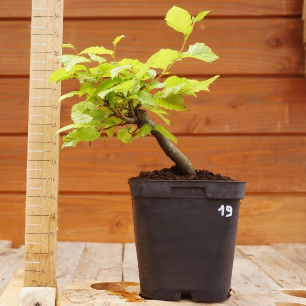 Carpinus betulus - Charme n°19