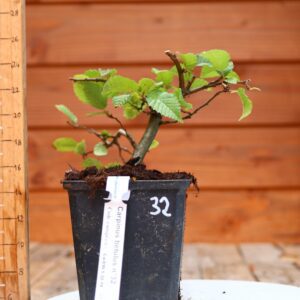Carpinus betulus - Charme n°32