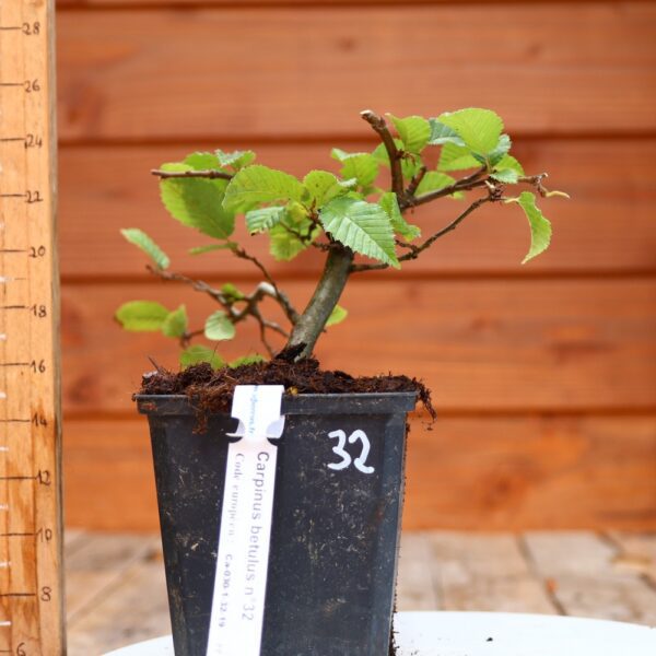 Carpinus betulus - Charme n°32