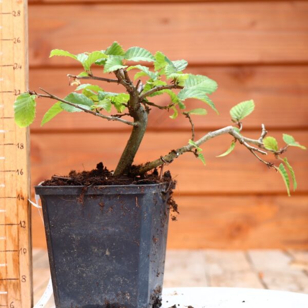 Carpinus betulus - Charme n°32 – Image 2