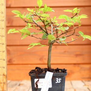 Carpinus betulus - Charme n°35