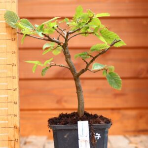 Carpinus betulus - Charme n°37