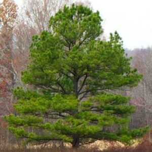 Pinus taeda  / Pin à encens, formation tortueuse