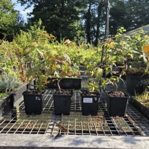Acer palmatum 'Arakawa' formation tortueuse G9 - Semis Erable japonais à écorce liégeuse