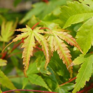 Acer palmatum 'Arakawa' formation tortueuse G9 - Semis Erable japonais à écorce liégeuse