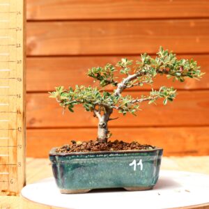 Cotoneaster dammeri 'Skogholm' - Cotonéaster n°11