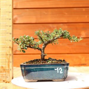 Cotoneaster dammeri 'Skogholm' - Cotonéaster n°12