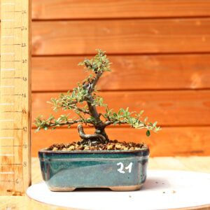 Cotoneaster dammeri 'Skogholm' - Cotonéaster n°21