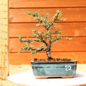 Cotoneaster dammeri 'Skogholm' - Cotonéaster n°22