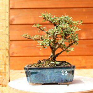 Cotoneaster dammeri 'Skogholm' - Cotonéaster n°23