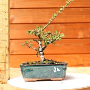 Cotoneaster dammeri 'Skogholm' - Cotonéaster n°24