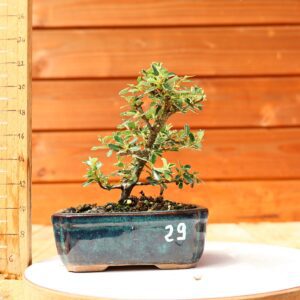 Cotoneaster dammeri 'Skogholm' - Cotonéaster n°29