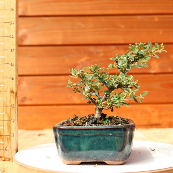 Cotoneaster dammeri 'Skogholm' - Cotonéaster n°29 – Image 2