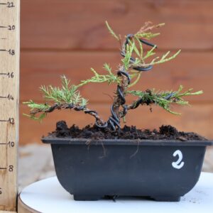 Juniperus x media 'Mint Julep' n°2 / Genévrier