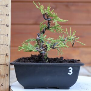 Juniperus x media 'Mint Julep' n°3 / Genévrier