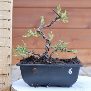 Juniperus x media 'Mint Julep' n°6 / Genévrier