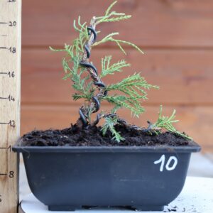 Juniperus x media 'Mint Julep' n°10 / Genévrier