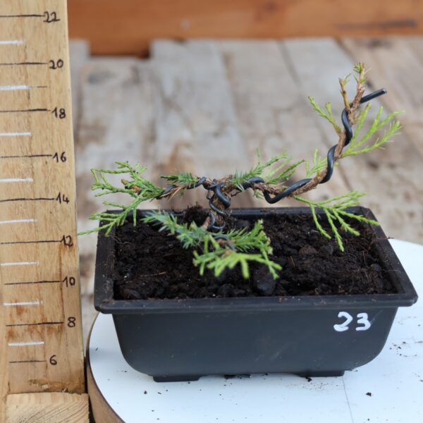 Juniperus x media 'Mint Julep' n°23 / Genévrier