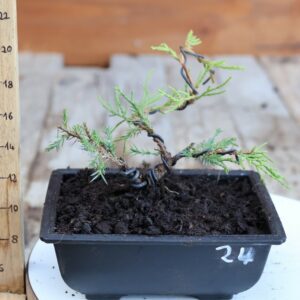 Juniperus x media 'Mint Julep' n°24 / Genévrier