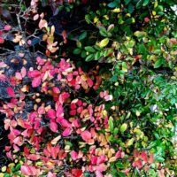 Ulmus parvifolia n°034 – Image 6