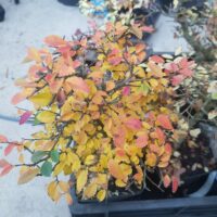 Ulmus parvifolia n°034 – Image 4