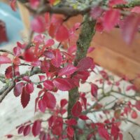 Ulmus parvifolia n°034 – Image 3