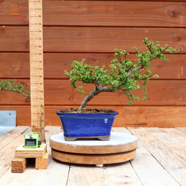 Ulmus parvifolia n°005