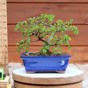 Ulmus parvifolia n°009