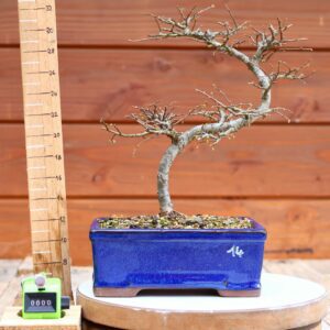 Ulmus parvifolia n°014