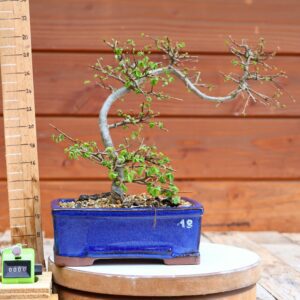 Ulmus parvifolia n°018