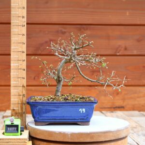 Ulmus parvifolia n°019