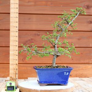 Ulmus parvifolia n°028