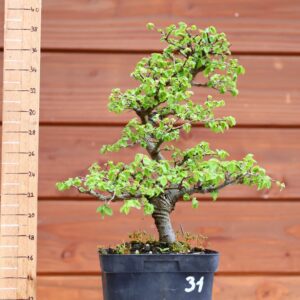 Ulmus parvifolia n°031