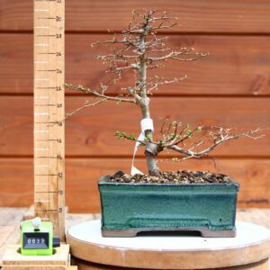 Ulmus parvifolia n°033