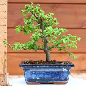 Ulmus parvifolia n°034