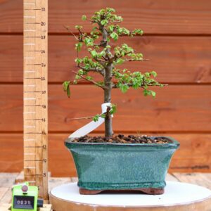 Ulmus parvifolia n°035