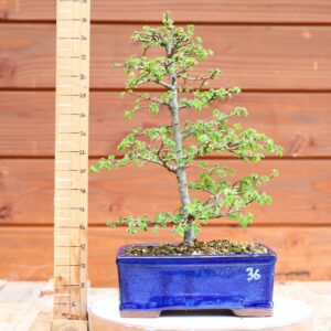 Ulmus parvifolia n°036