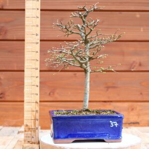 Ulmus parvifolia n°037